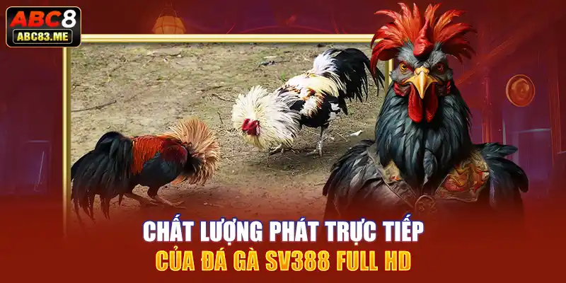 Chất lượng phát trực tiếp của đá gà SV388 full HD