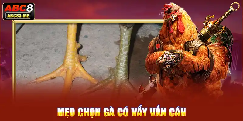 Tìm hiểu về mẹo chọn gà sở hữu vảy gà vấn cán từ các chuyên gia