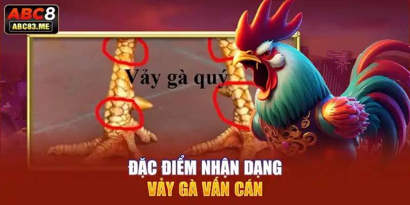 Đặc điểm để người chơi có thể nhận diện được vảy gà vấn cán